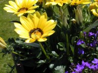 6-180215-flower_bee.jpg