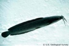 324458-catfish.jpg