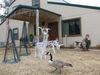 Goose at Christmas.jpg
