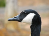 Goose close up.jpg