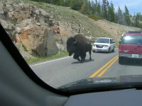 road buff.jpg