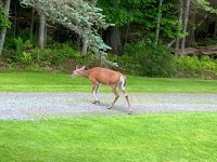 Deer 2.jpg