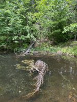 tree pond1.JPG