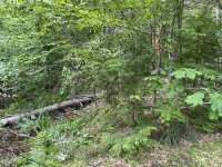 tree pond2.JPG