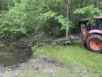 tree pond3.JPG