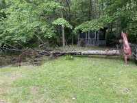pond tree out.JPG