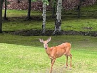 Doe.jpg