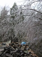 wood piles.jpg