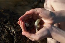Handfull of minnows.jpg