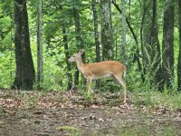 IMG_1338sbresize.jpg