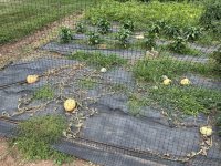 IMG_0451.jpeg