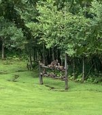 Turkeys (2).jpg