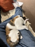 IMG_0484.jpeg