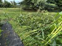 IMG_0498.jpeg