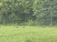 IMG_0559.jpeg