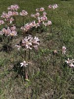 IMG_2446.jpeg