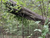 tree-7.jpg