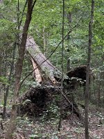 tree-4.jpg