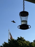 IMG_0667.jpeg