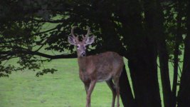 6pt.JPG