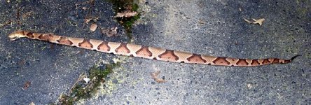 copperhead.jpg