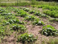 Cantaloupes.JPG