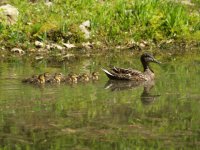 ducklings-small.JPG