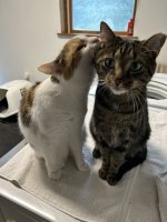 IMG_0487.jpeg