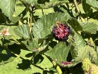 IMG_2369.JPG