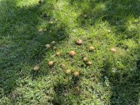 IMG_2347 - Copy.JPG