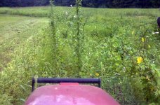 2011-08-22 view towards the North end of field from tractor cab while mowing field-2.jpg