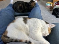 IMG_1459.jpeg