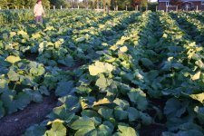 pumpkinpatch-july12-web.jpg