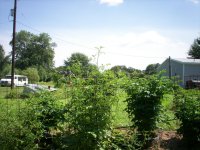 Garden pics 005.jpg