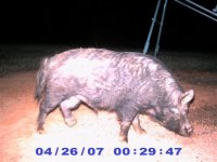Tripod at the Deer Feeder, 26 April 2007.jpg