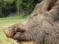 Tripod has the largest tusks we've ever seen on a hog here in East Texas. 28 April 2007.jpg