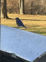 IMG_2493.jpeg