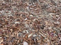 IMG_0270.jpeg