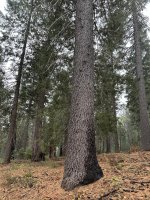 IMG_0451.jpeg