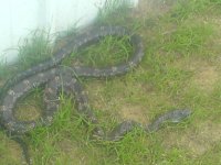 snake.jpg