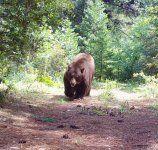 BearBig.jpg