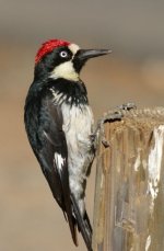 AcornWoodpecker.jpg