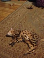 IMG_0027.jpeg
