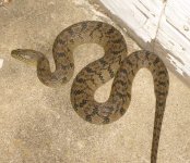 snake.jpg