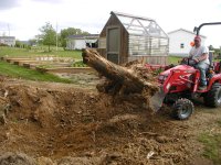 Stump1.JPG