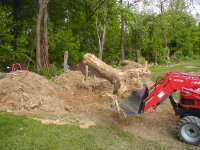 Stump2.JPG