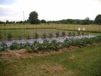 Lower garden2.JPG