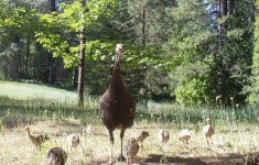 Turkey8chicks.jpg