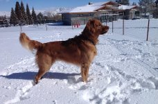 DogSnowBuild.jpg