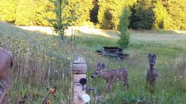 Fawns.jpg